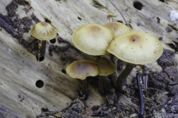mushrooms growing on decomposing tree