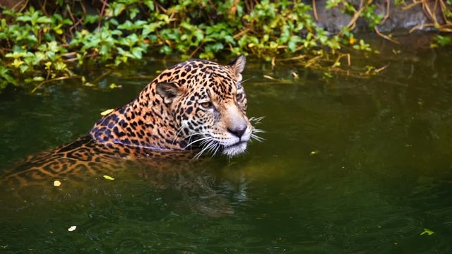 Slow-motion of jaguar playing and swimming in pond