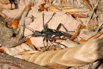 Gelbbindiger Zangenbock