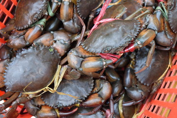 Fresh sea crabs tied by plastic rope in the red basket for selling in market