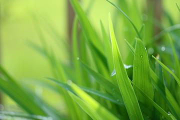 Blätter mit Tropfen © Eileen Kumpf