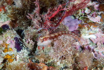 Blenny