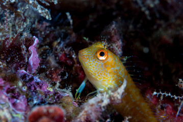 Ringneck blenny Parablennius pilicornis