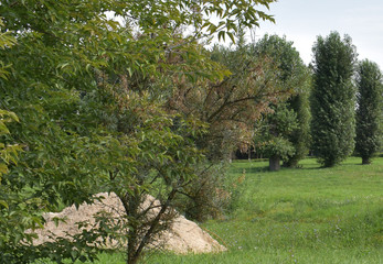 Sand among the trees in a meadow