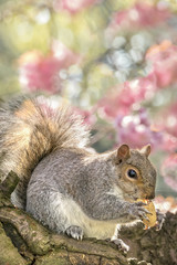 Grey Squirrel at Springtime