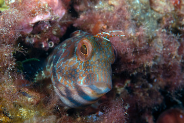 Ringneck blenny Parablennius pilicornis
