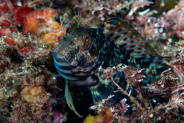 Ringneck blenny Parablennius pilicornis
