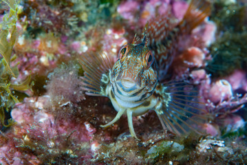 Ringneck blenny Parablennius pilicornis