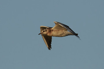 Black-headed gull (Chroicocephalus ridibundus)