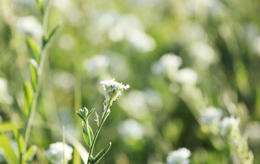 beautiful white wildflowers on a green meadow, gentle background