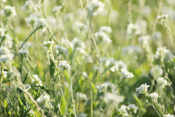 beautiful white wildflowers on a green meadow, summer vacation