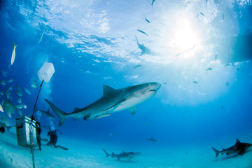 Fototapeta premium Tiger shark at Tigerbeach, Bahamas