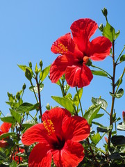 Hibiscus © Karolina
