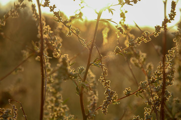 Polder landscape in the Netherlands
