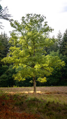 Obraz premium Landscape in dutch forest close to Arnhem