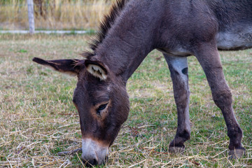 Dutch Donkey in the field