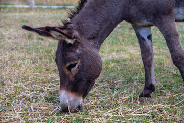 Naklejka na ściany i meble Dutch Donkey in the field
