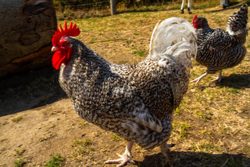 Dutch chicken in farm