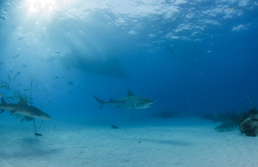 Tiger shark at Tigerbeach, Bahamas