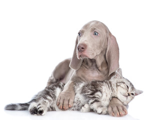 Weimaraner dog hugging sleepy tabby kitten. isolated on white background