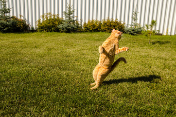 Ginger cat jumps, on a green grass background.
