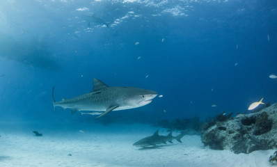 Fototapeta premium Tiger shark at Tigerbeach, Bahamas