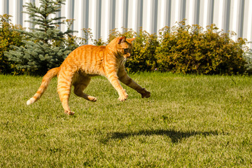Ginger cat jumps, on a green grass background.