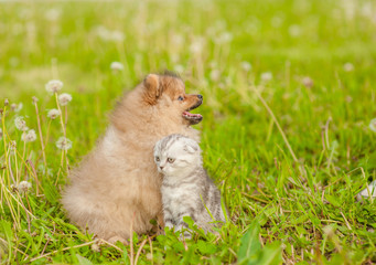 Naklejka na ściany i meble Spitz puppy sitting with tabby kitten on a summer grass. Space for text