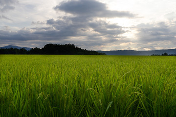 Fototapeta premium 田園