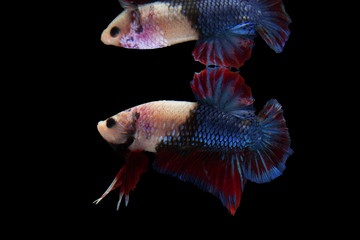 Obraz premium Multi color Siamese fighting fish, Betta fish, siamese fighting fish, betta splendens isolated on black background.