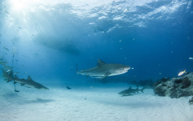 Tiger shark at Tigerbeach, Bahamas