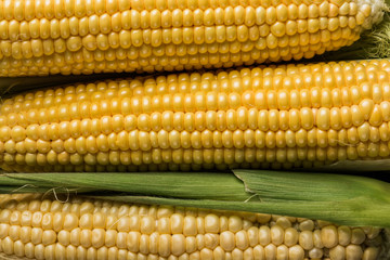 Fresh corn on cobs, macro. Food concept, top view.