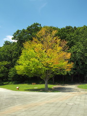 夏の公園の桂の木