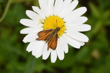 Obraz premium White crab spider attacs a Least Skipper