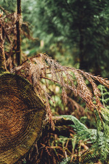 Foreste moderne