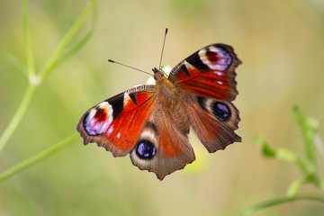 Peacock butterfly (Aglais io, the European peacock) sitting on a plnat on a meadow