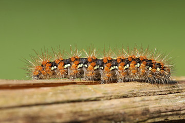 Russischer Bär Raupe