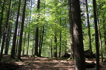 Obraz premium sun in the forest