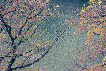 japanese cherry blossom flowers with lake