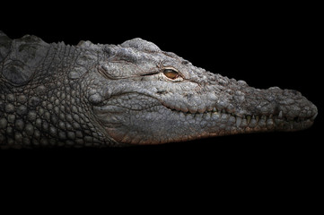 Crocodile studio shot, in dramatic light. Dark background.