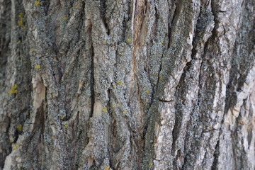 Wood background, wood texture