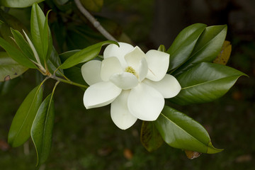 Obraz na płótnie Canvas Magnolia flower inside green branches