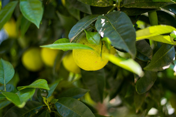 Lemon hanging on lemontree