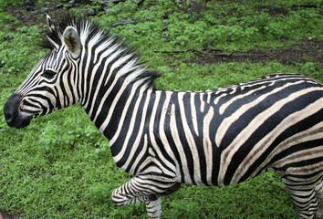 Fototapeta na wymiar Zebra im Lauf