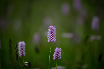 Wildflowers in the Italian Dolomites