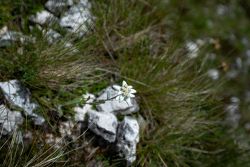 Edelweiss flowers in the Dolomites