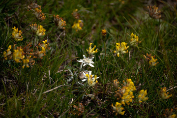 Edelweiss flowers in the Dolomites