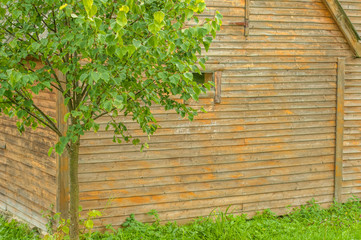 Wooden wall of the house with green tree near