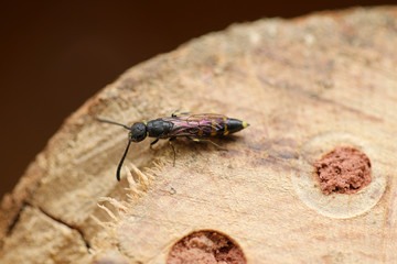 Keulenwespe