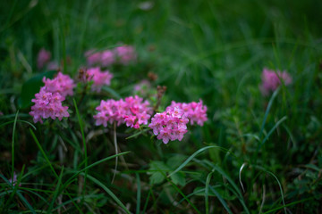 Fototapeta premium Wildflowers in the Italian Dolomites